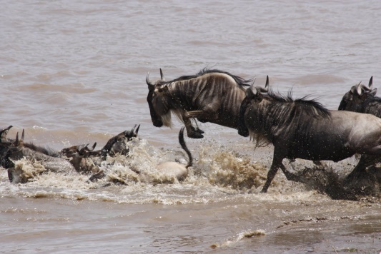 Wildebeests